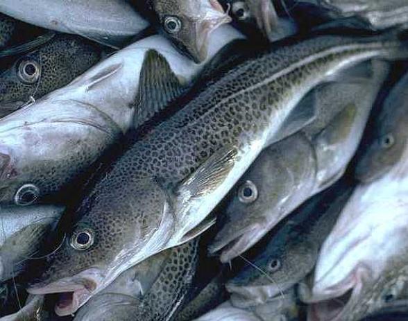 Fish - cod